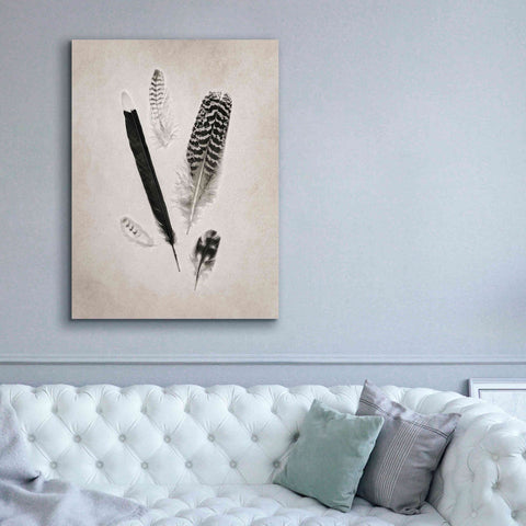 Image of 'Feather Group II B&W' by Debra Van Swearingen, Canvas Wall Art,40 x 54