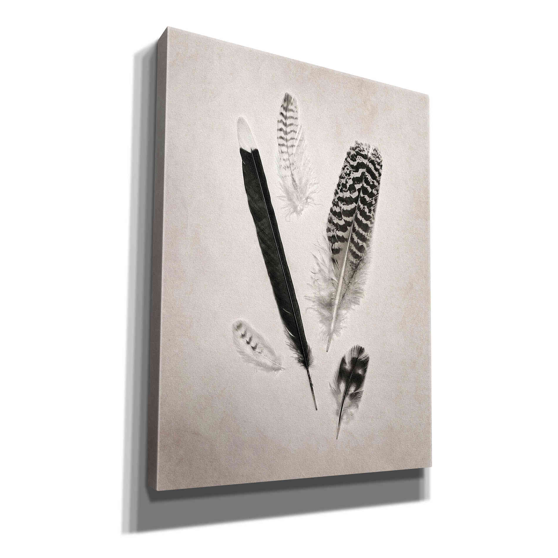 'Feather Group II B&W' by Debra Van Swearingen, Canvas Wall Art,12x16x1.1x0,20x24x1.1x0,26x30x1.74x0,40x54x1.74x0