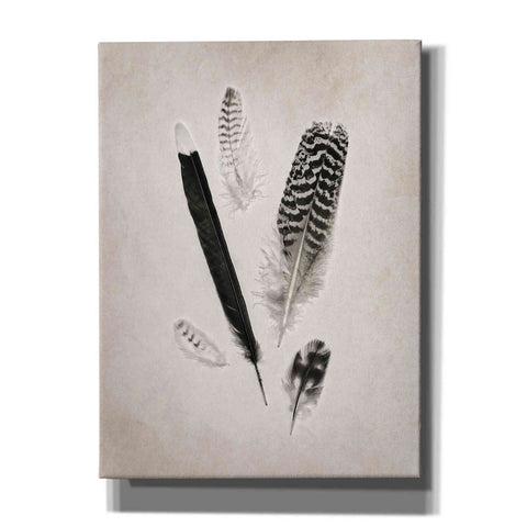 Image of 'Feather Group II B&W' by Debra Van Swearingen, Canvas Wall Art,12x16x1.1x0,20x24x1.1x0,26x30x1.74x0,40x54x1.74x0