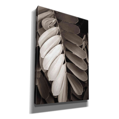 Image of 'Tropical Plant I' by Debra Van Swearingen, Canvas Wall Art,12x18x1.1x0,18x26x1.1x0,26x40x1.74x0,40x60x1.74x0