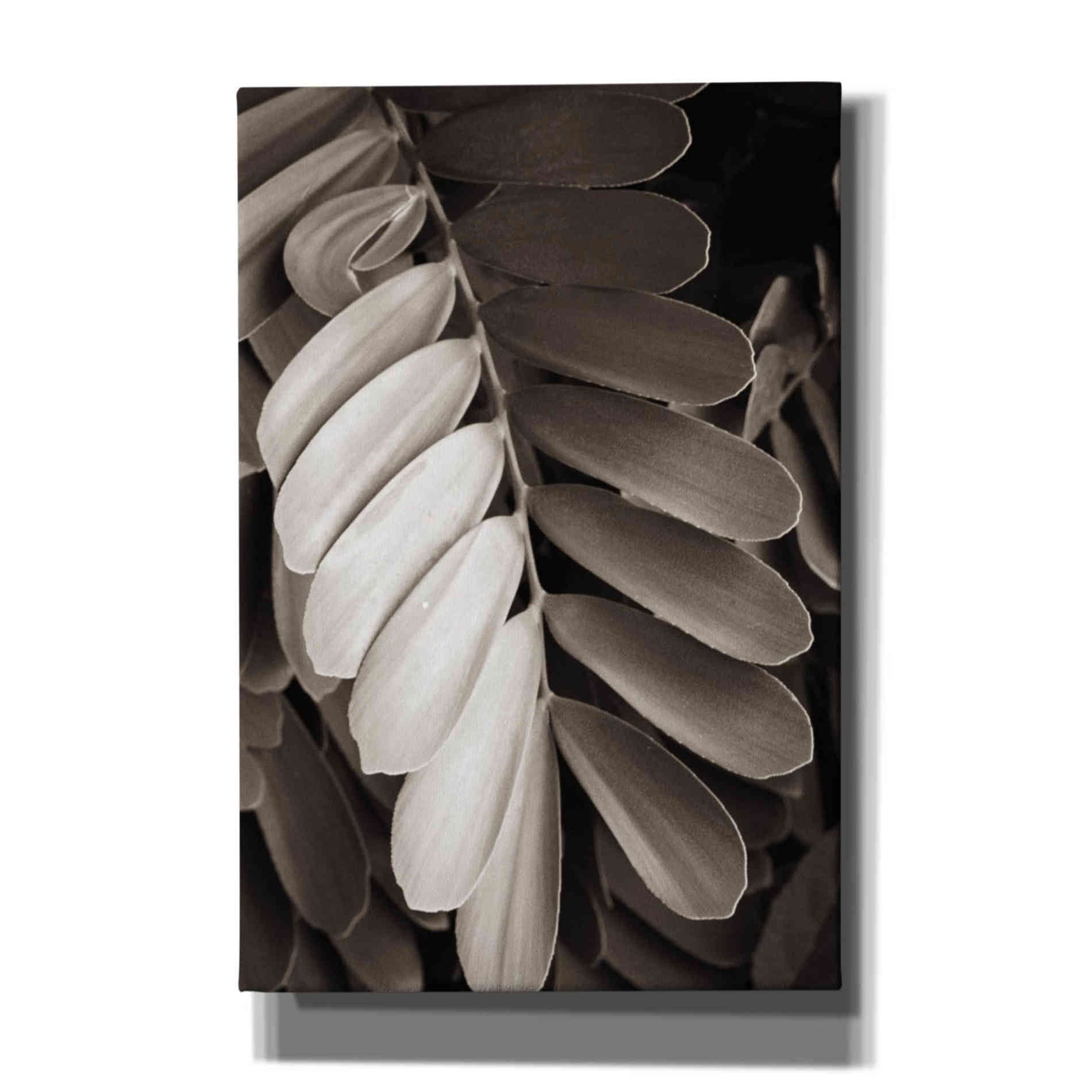 'Tropical Plant I' by Debra Van Swearingen, Canvas Wall Art,12x18x1.1x0,18x26x1.1x0,26x40x1.74x0,40x60x1.74x0