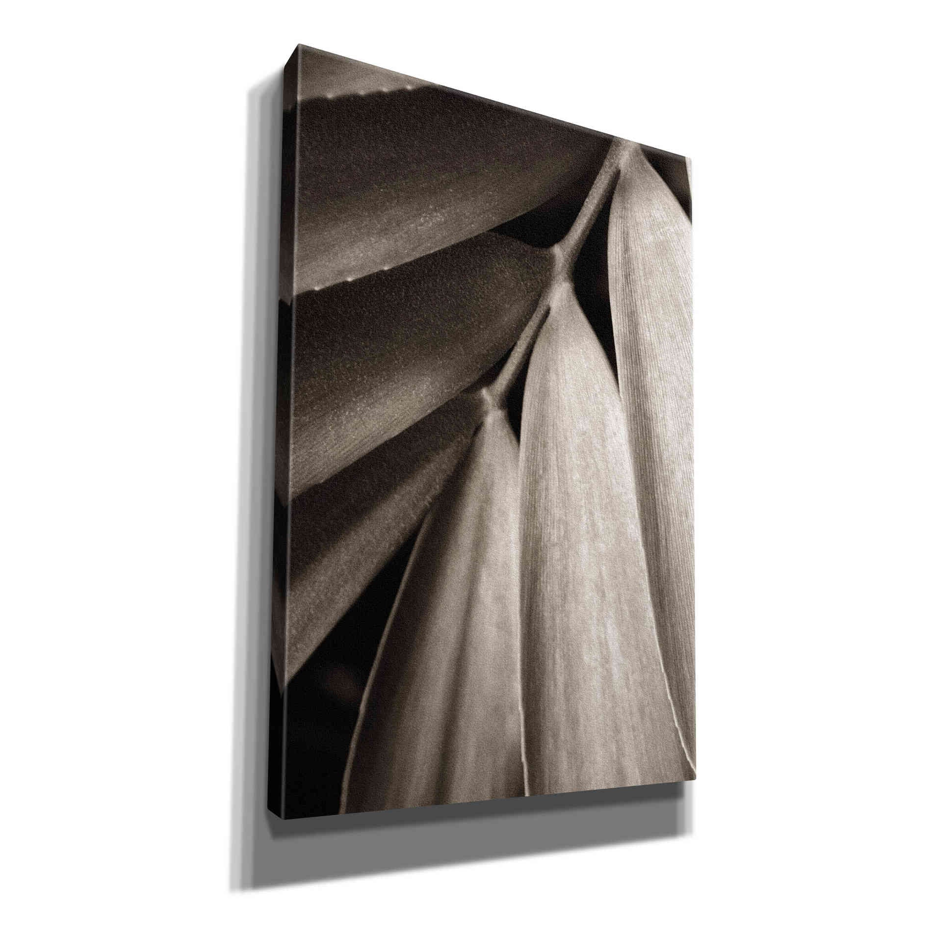 'Tropical Plant II' by Debra Van Swearingen, Canvas Wall Art,12x18x1.1x0,18x26x1.1x0,26x40x1.74x0,40x60x1.74x0