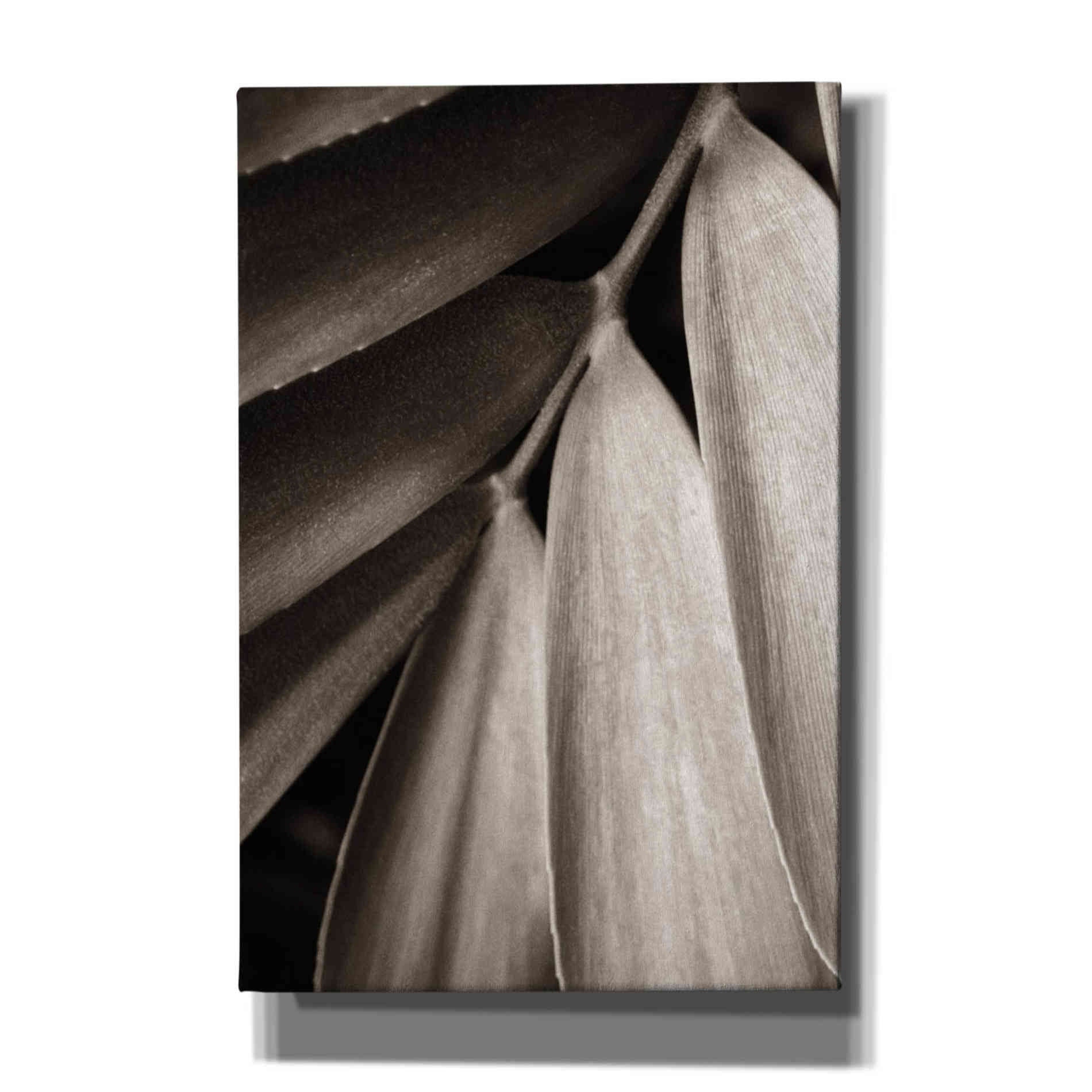 'Tropical Plant II' by Debra Van Swearingen, Canvas Wall Art,12x18x1.1x0,18x26x1.1x0,26x40x1.74x0,40x60x1.74x0