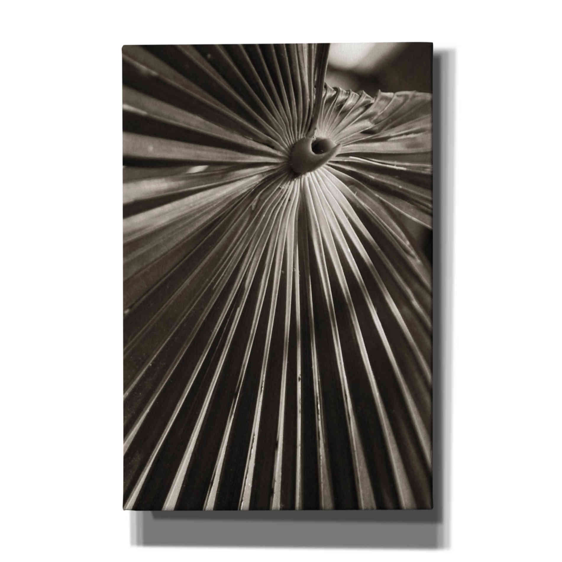 'Palm Frond 1' by Debra Van Swearingen, Canvas Wall Art,12x18x1.1x0,18x26x1.1x0,26x40x1.74x0,40x60x1.74x0
