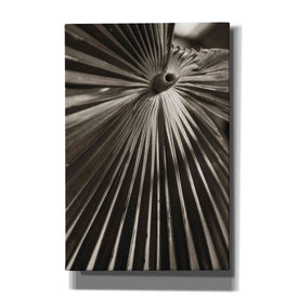 'Palm Frond 1' by Debra Van Swearingen, Canvas Wall Art,12x18x1.1x0,18x26x1.1x0,26x40x1.74x0,40x60x1.74x0