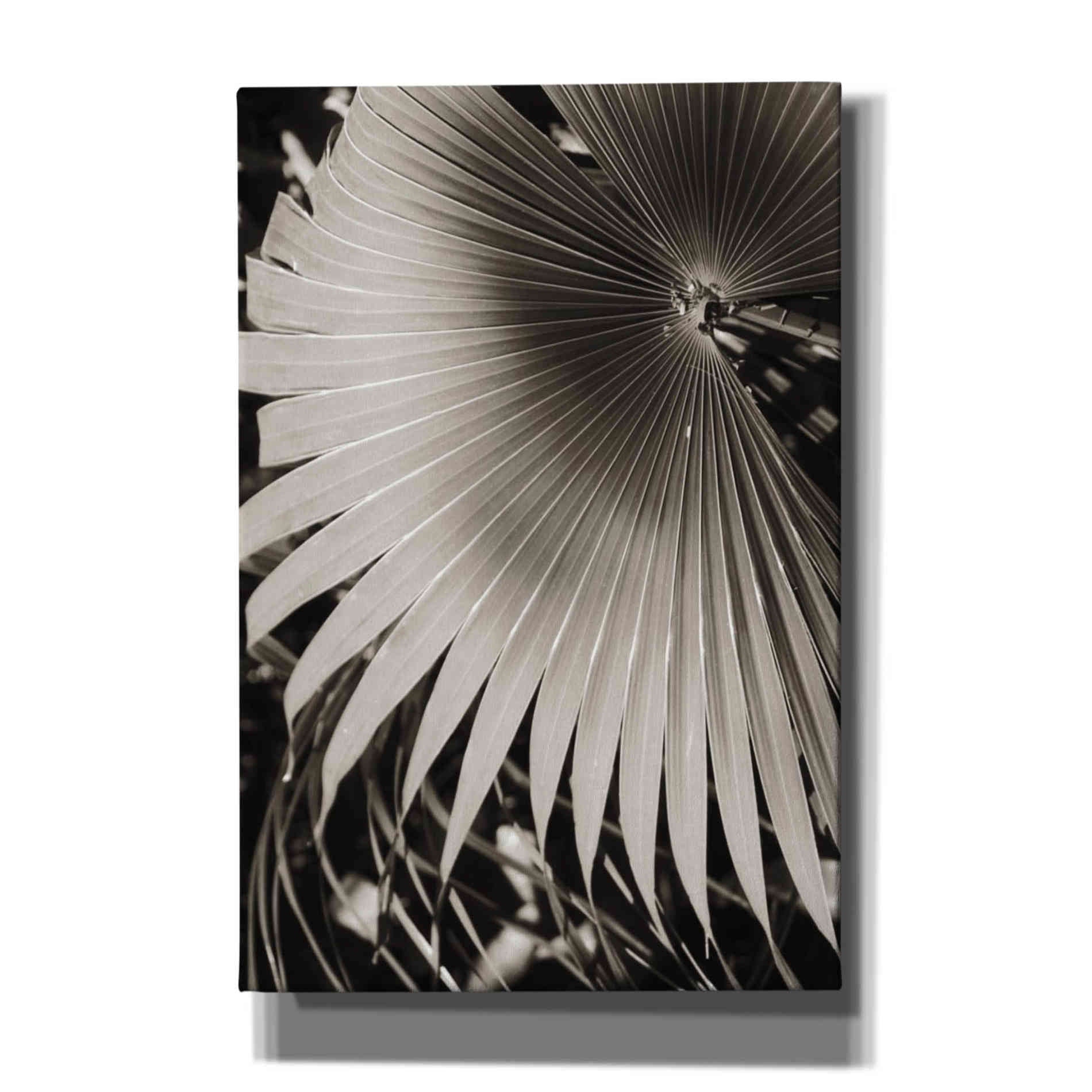 'Palm Frond 2' by Debra Van Swearingen, Canvas Wall Art,12x18x1.1x0,18x26x1.1x0,26x40x1.74x0,40x60x1.74x0