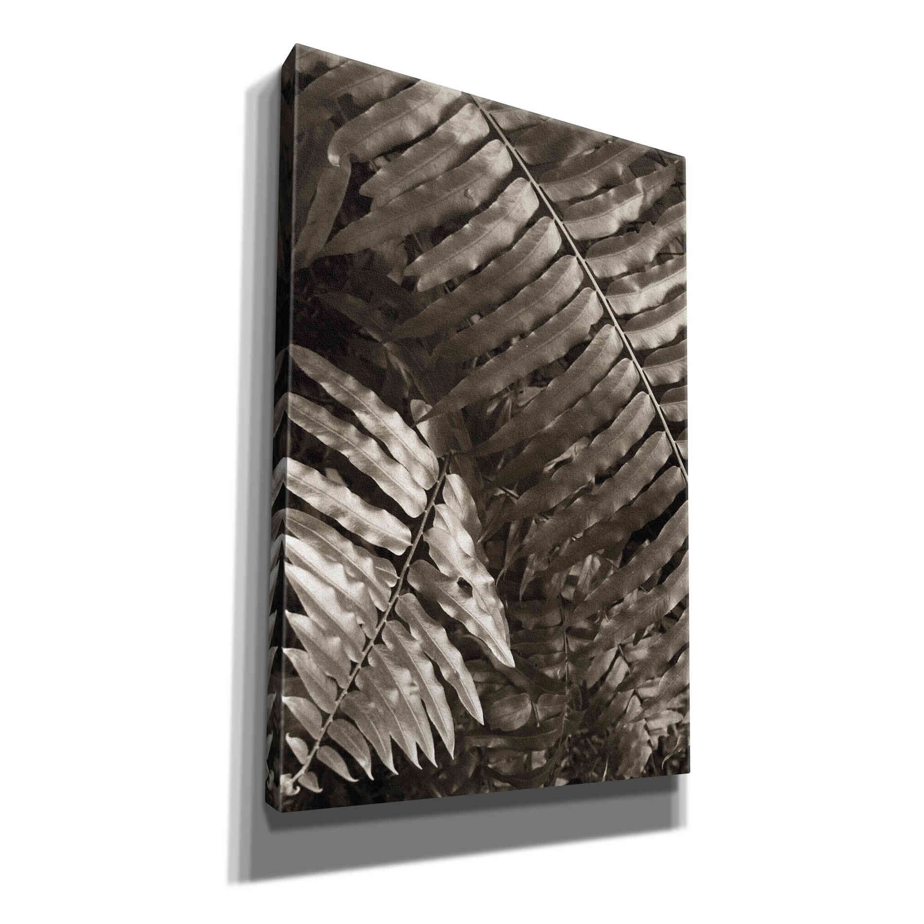 'Fern I' by Debra Van Swearingen, Canvas Wall Art,12x18x1.1x0,18x26x1.1x0,26x40x1.74x0,40x60x1.74x0