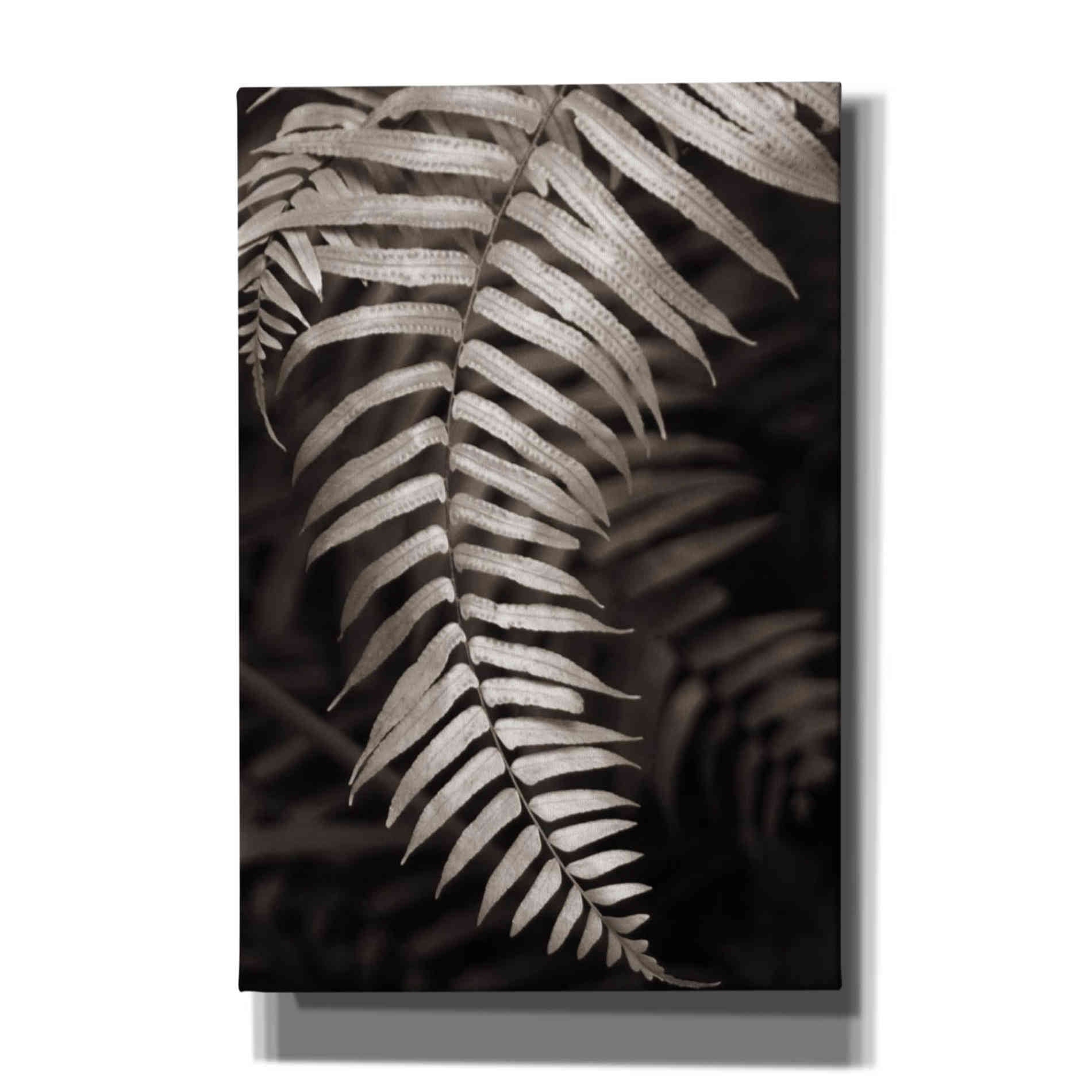 'Fern II' by Debra Van Swearingen, Canvas Wall Art,12x18x1.1x0,18x26x1.1x0,26x40x1.74x0,40x60x1.74x0