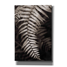 'Fern II' by Debra Van Swearingen, Canvas Wall Art,12x18x1.1x0,18x26x1.1x0,26x40x1.74x0,40x60x1.74x0