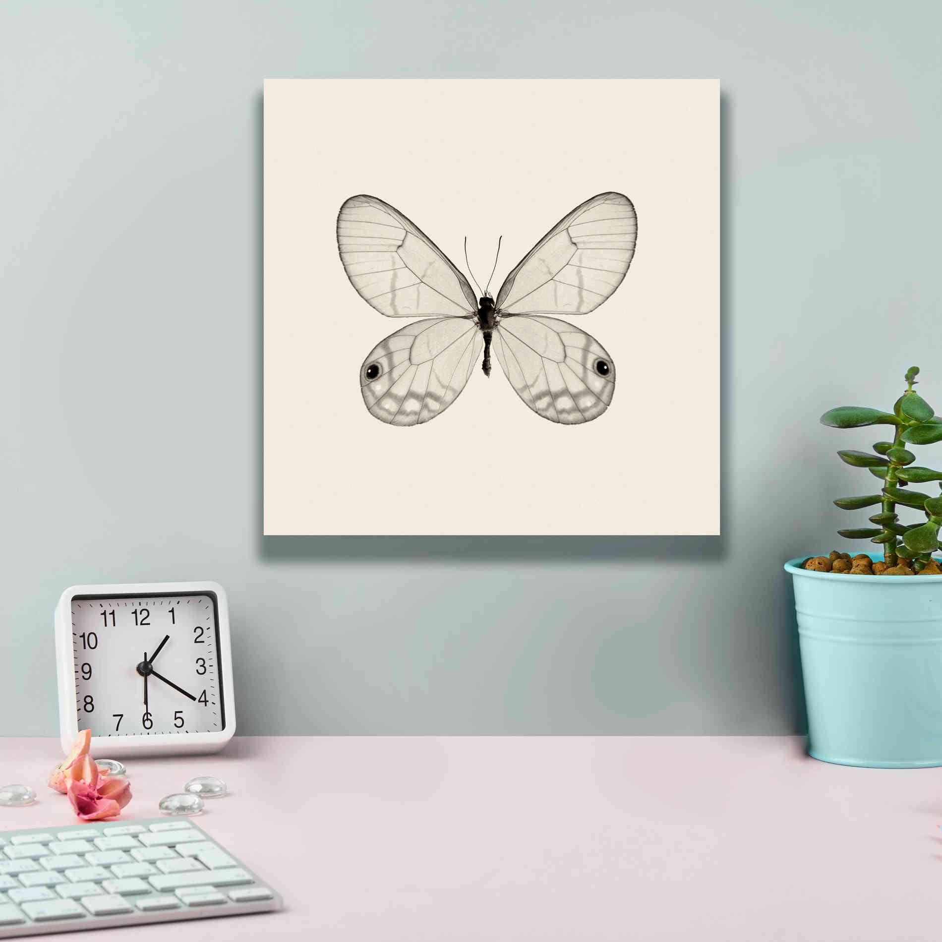 'Butterfly I B&W' by Debra Van Swearingen, Canvas Wall Art,12 x 12