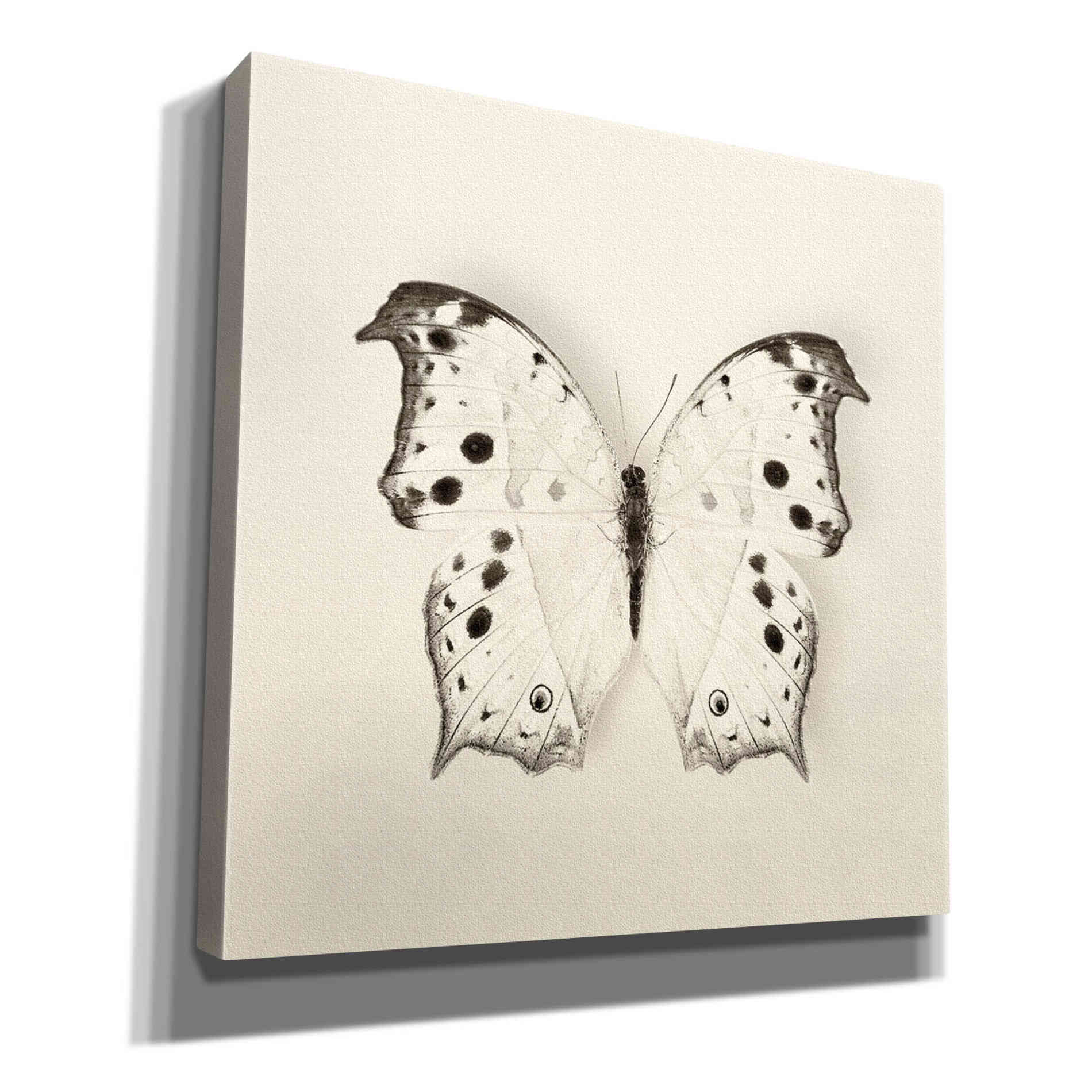 'Butterfly IV B&W' by Debra Van Swearingen, Canvas Wall Art,12x12x1.1x0,18x18x1.1x0,26x26x1.74x0,37x37x1.74x0