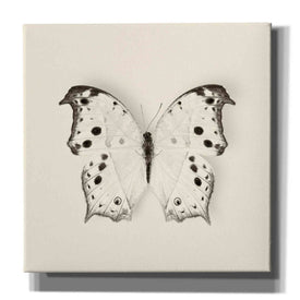 'Butterfly IV B&W' by Debra Van Swearingen, Canvas Wall Art,12x12x1.1x0,18x18x1.1x0,26x26x1.74x0,37x37x1.74x0