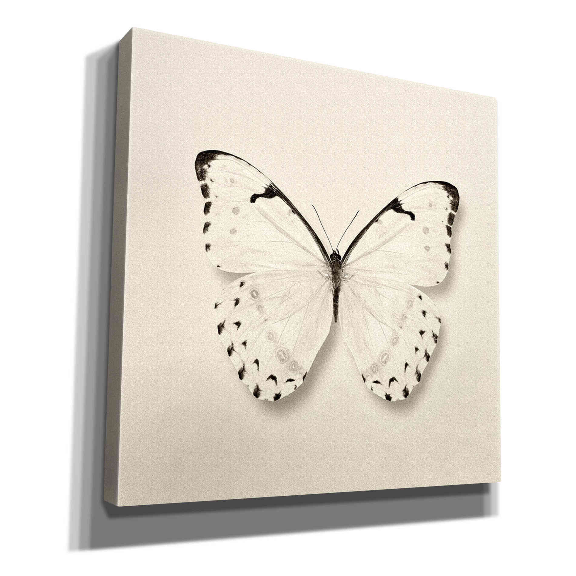 'Butterfly II B&W' by Debra Van Swearingen, Canvas Wall Art,12x12x1.1x0,18x18x1.1x0,26x26x1.74x0,37x37x1.74x0