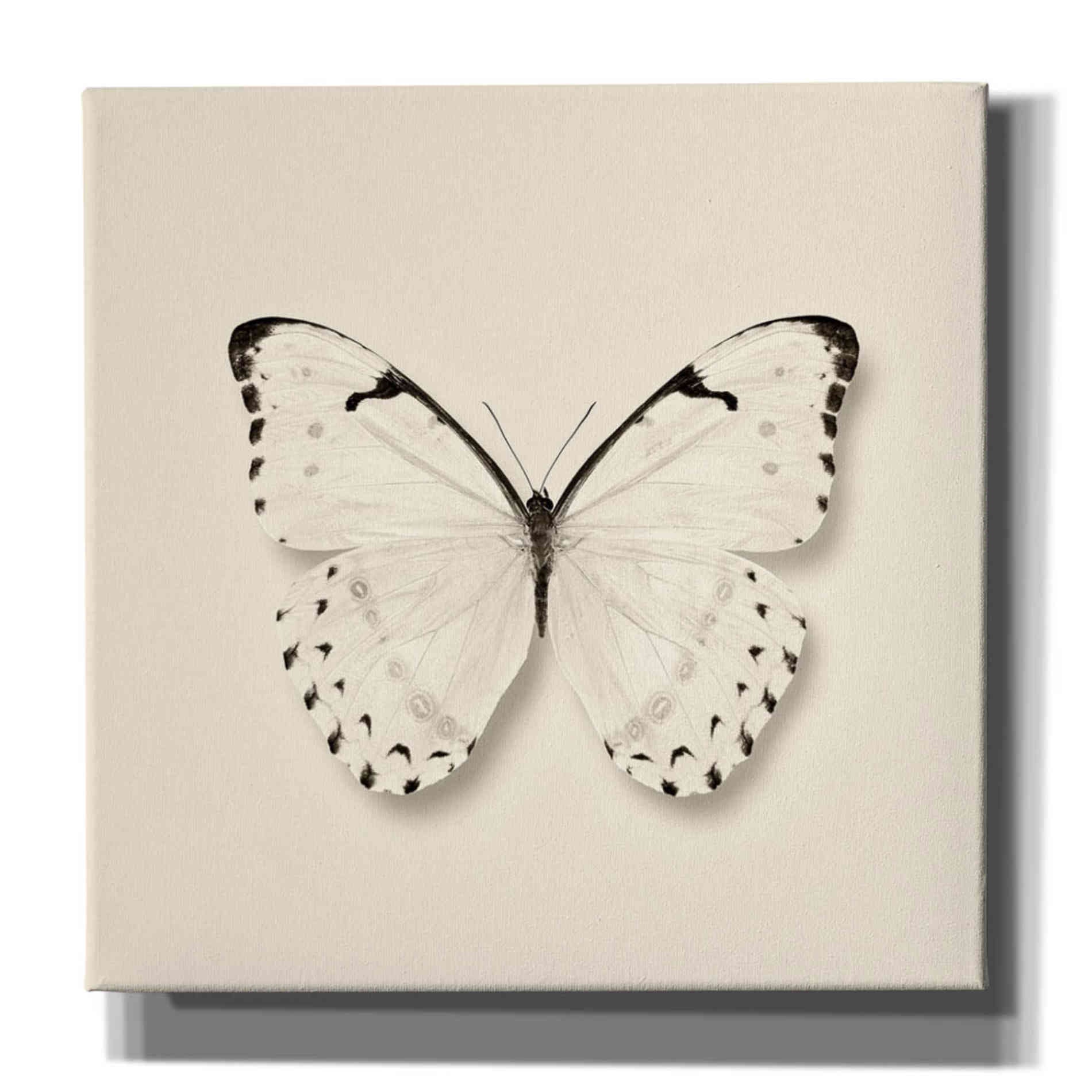 'Butterfly II B&W' by Debra Van Swearingen, Canvas Wall Art,12x12x1.1x0,18x18x1.1x0,26x26x1.74x0,37x37x1.74x0