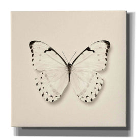 'Butterfly II B&W' by Debra Van Swearingen, Canvas Wall Art,12x12x1.1x0,18x18x1.1x0,26x26x1.74x0,37x37x1.74x0