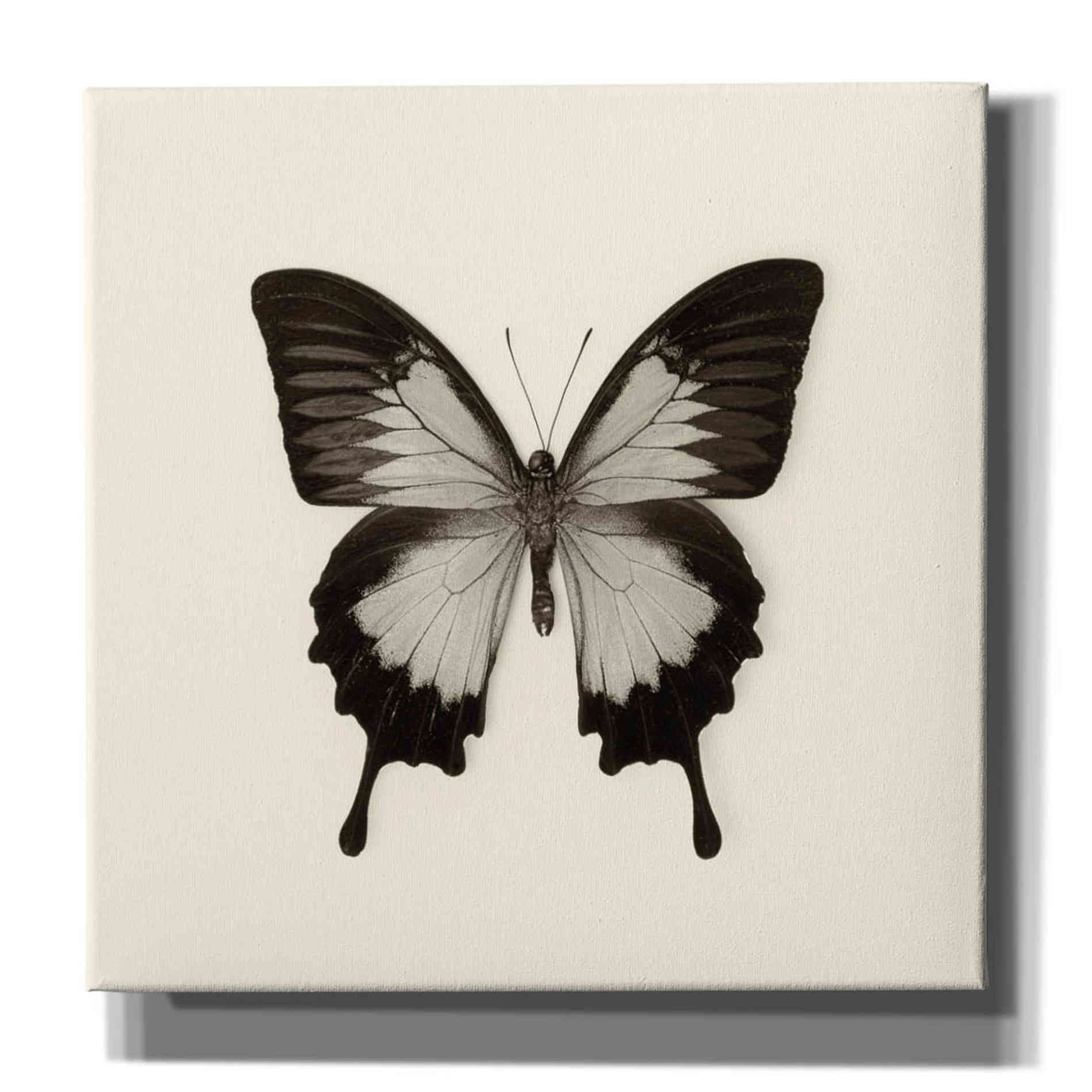 'Butterfly III B&W' by Debra Van Swearingen, Canvas Wall Art,12x12x1.1x0,18x18x1.1x0,26x26x1.74x0,37x37x1.74x0
