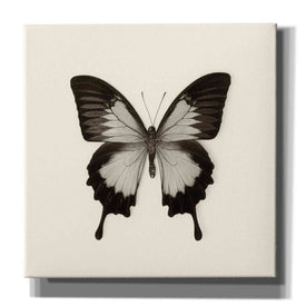 'Butterfly III B&W' by Debra Van Swearingen, Canvas Wall Art,12x12x1.1x0,18x18x1.1x0,26x26x1.74x0,37x37x1.74x0