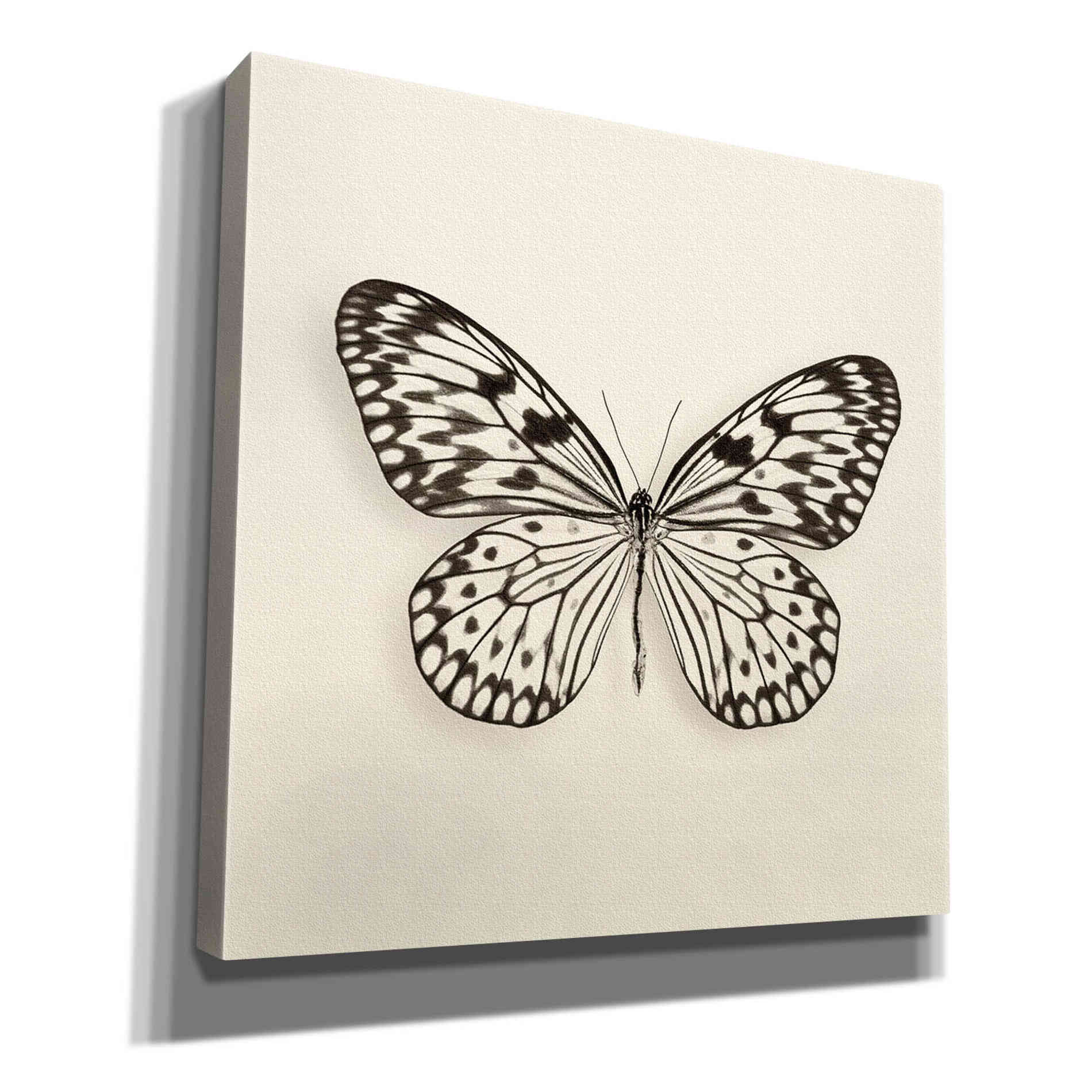 'Butterfly V B&W' by Debra Van Swearingen, Canvas Wall Art,12x12x1.1x0,18x18x1.1x0,26x26x1.74x0,37x37x1.74x0