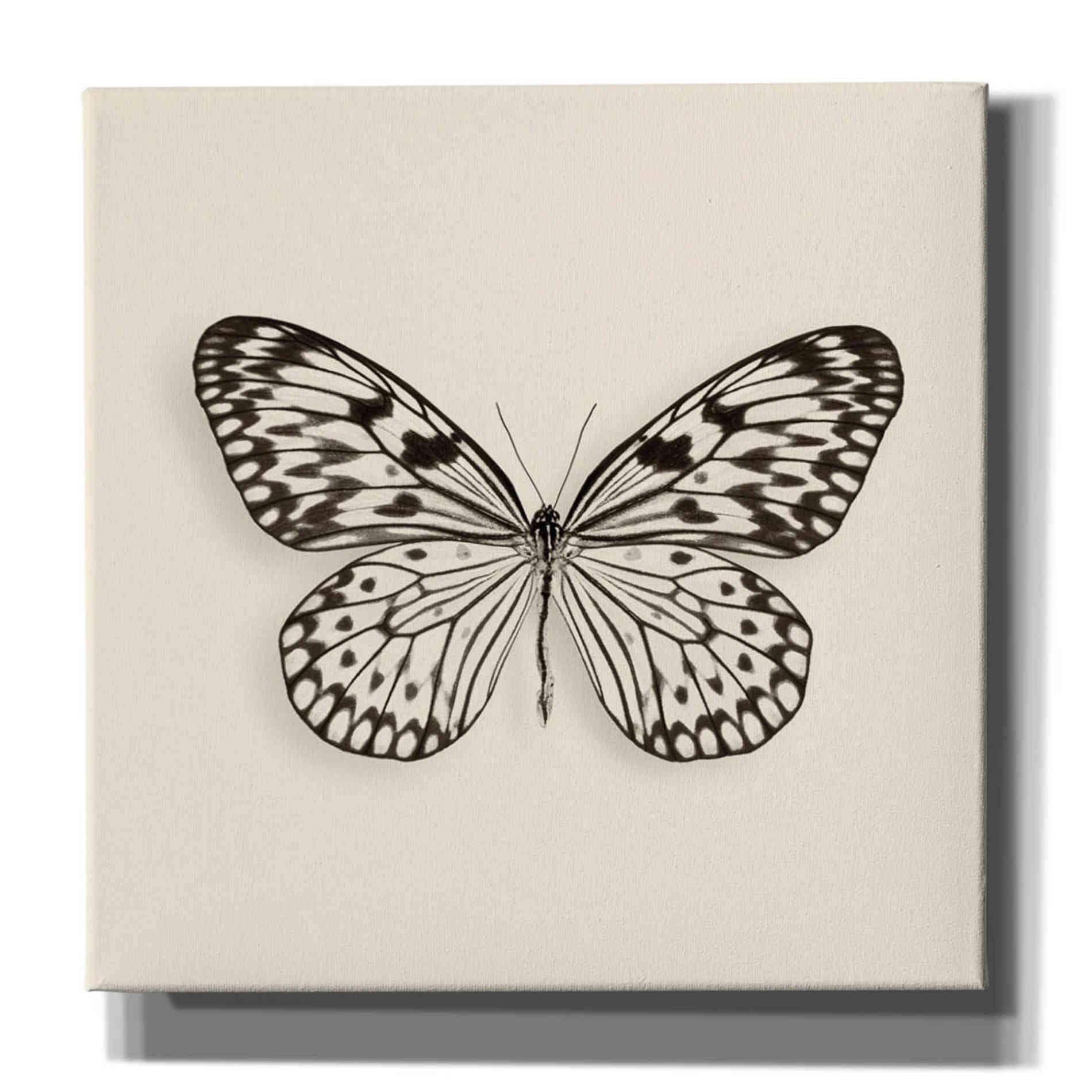 'Butterfly V B&W' by Debra Van Swearingen, Canvas Wall Art,12x12x1.1x0,18x18x1.1x0,26x26x1.74x0,37x37x1.74x0