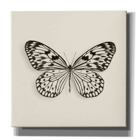 'Butterfly V B&W' by Debra Van Swearingen, Canvas Wall Art,12x12x1.1x0,18x18x1.1x0,26x26x1.74x0,37x37x1.74x0