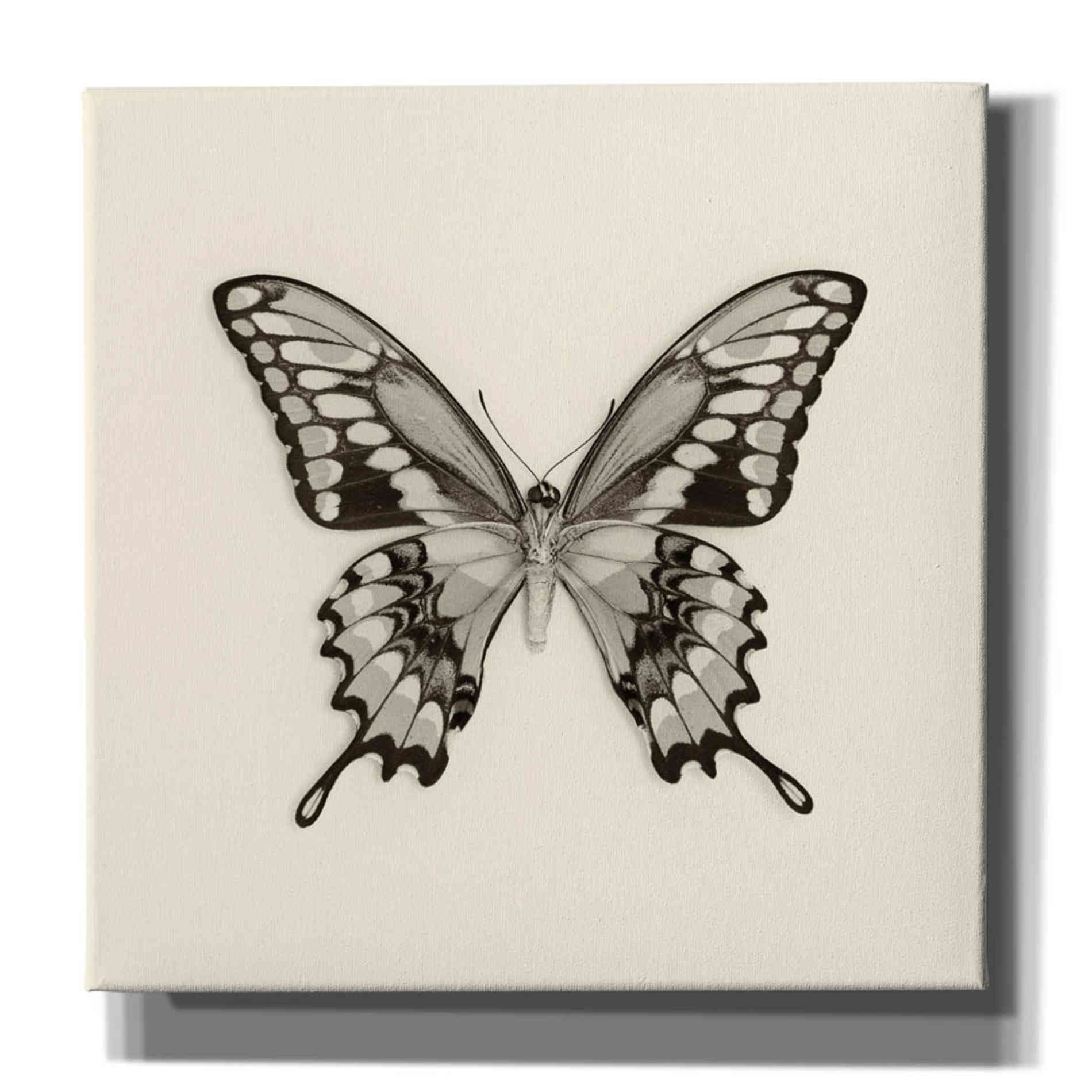 'Butterfly VI B&W' by Debra Van Swearingen, Canvas Wall Art,12x12x1.1x0,18x18x1.1x0,26x26x1.74x0,37x37x1.74x0