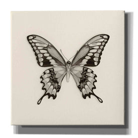 'Butterfly VI B&W' by Debra Van Swearingen, Canvas Wall Art,12x12x1.1x0,18x18x1.1x0,26x26x1.74x0,37x37x1.74x0