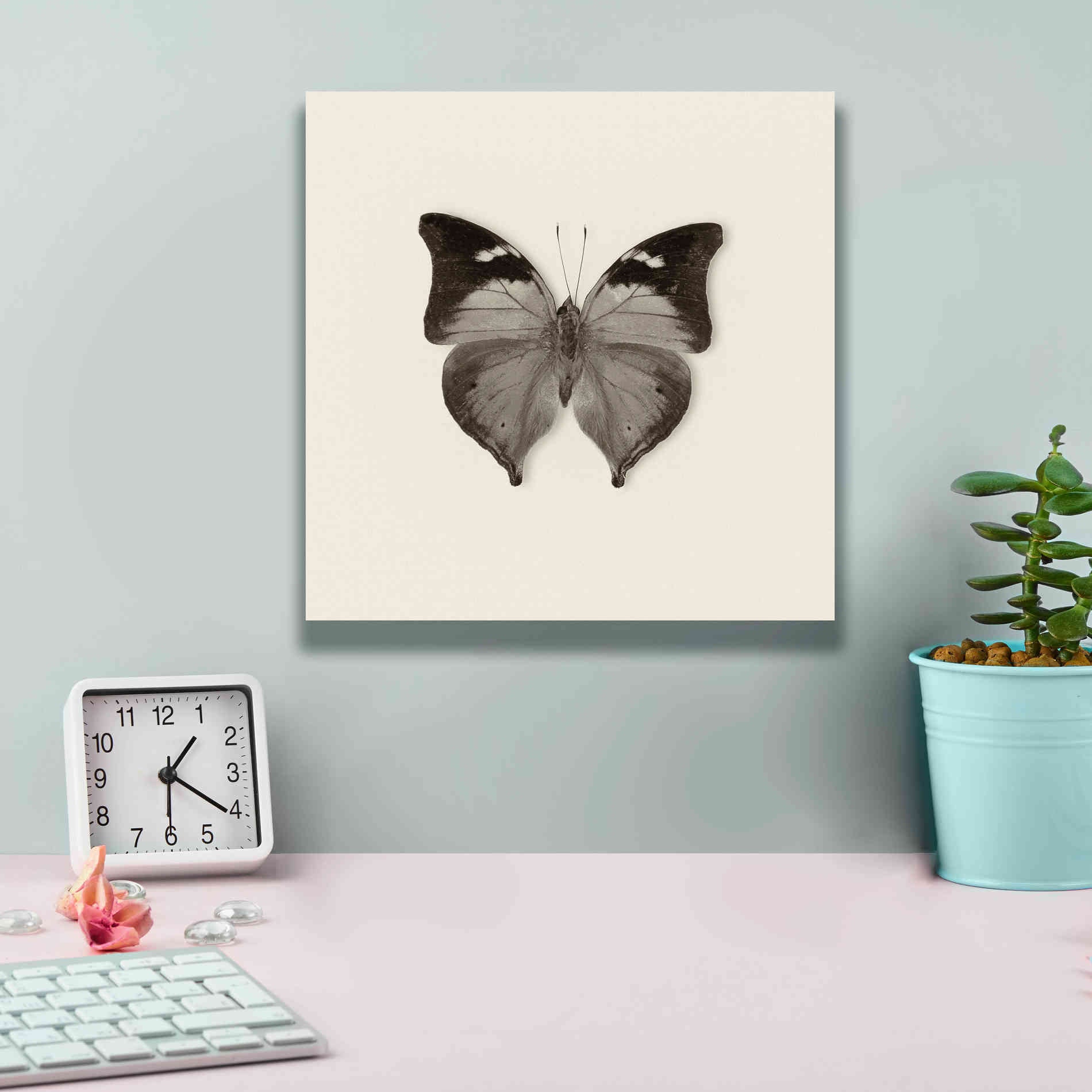 'Butterfly VII B&W' by Debra Van Swearingen, Canvas Wall Art,12 x 12