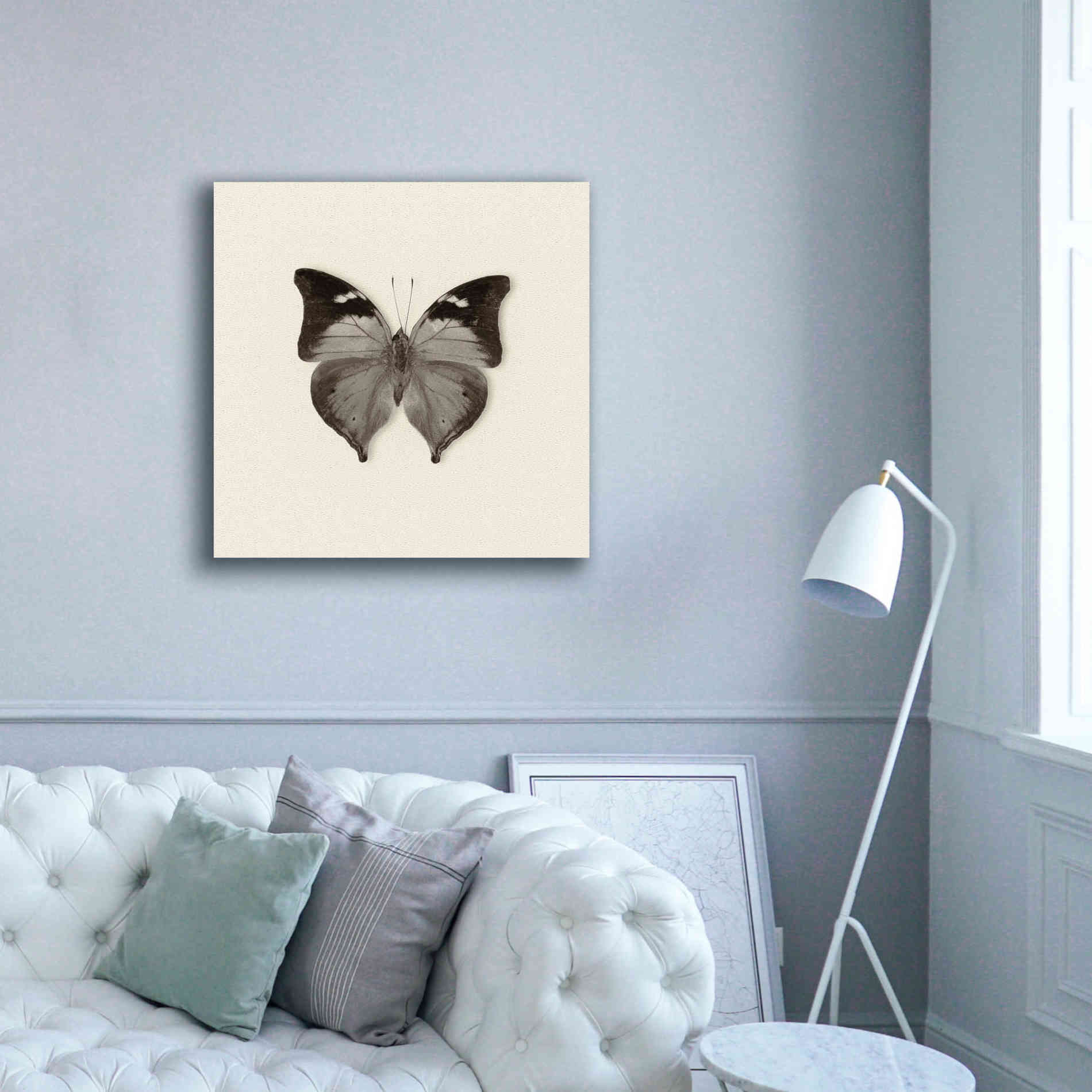 'Butterfly VII B&W' by Debra Van Swearingen, Canvas Wall Art,37 x 37