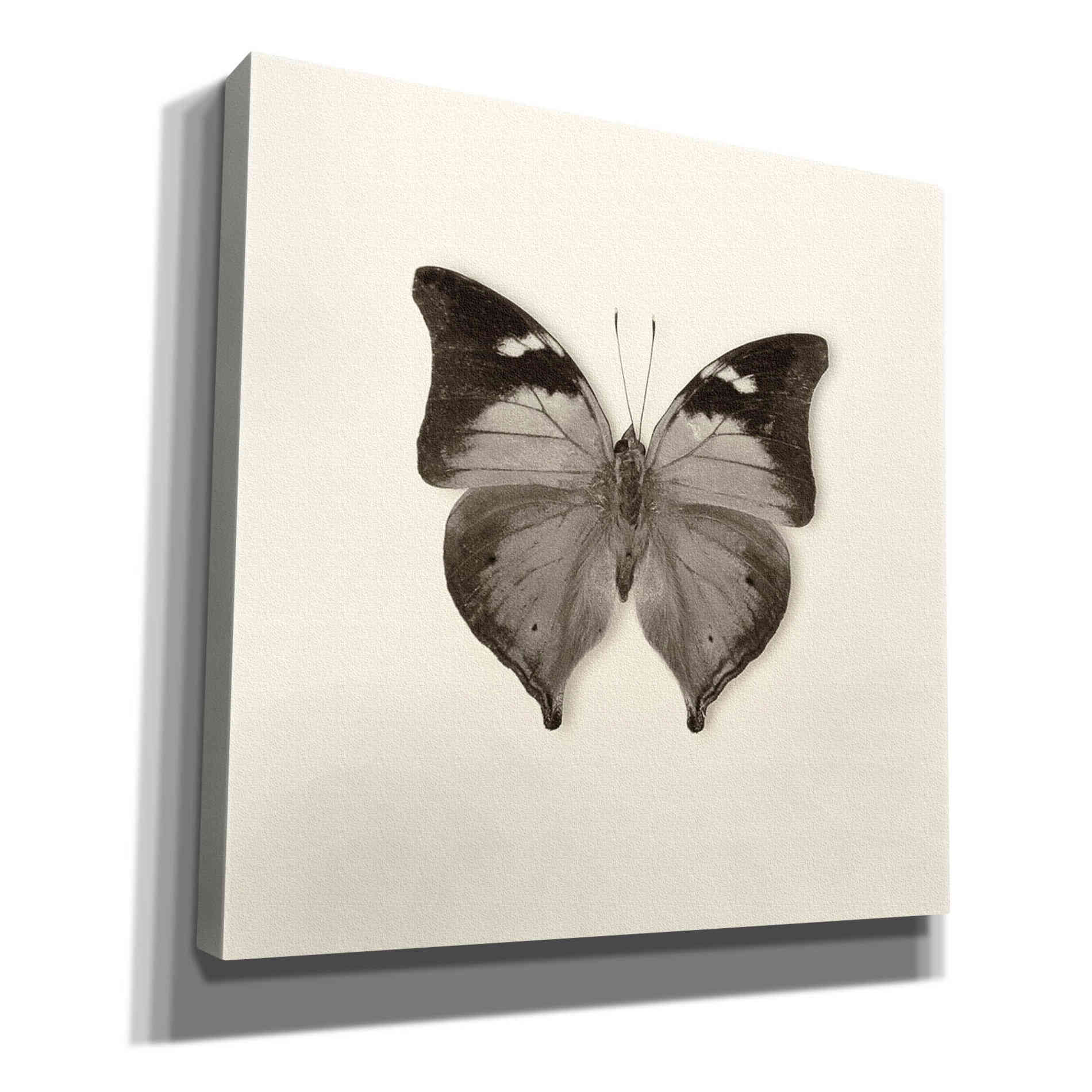 'Butterfly VII B&W' by Debra Van Swearingen, Canvas Wall Art,12x12x1.1x0,18x18x1.1x0,26x26x1.74x0,37x37x1.74x0