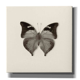 'Butterfly VII B&W' by Debra Van Swearingen, Canvas Wall Art,12x12x1.1x0,18x18x1.1x0,26x26x1.74x0,37x37x1.74x0