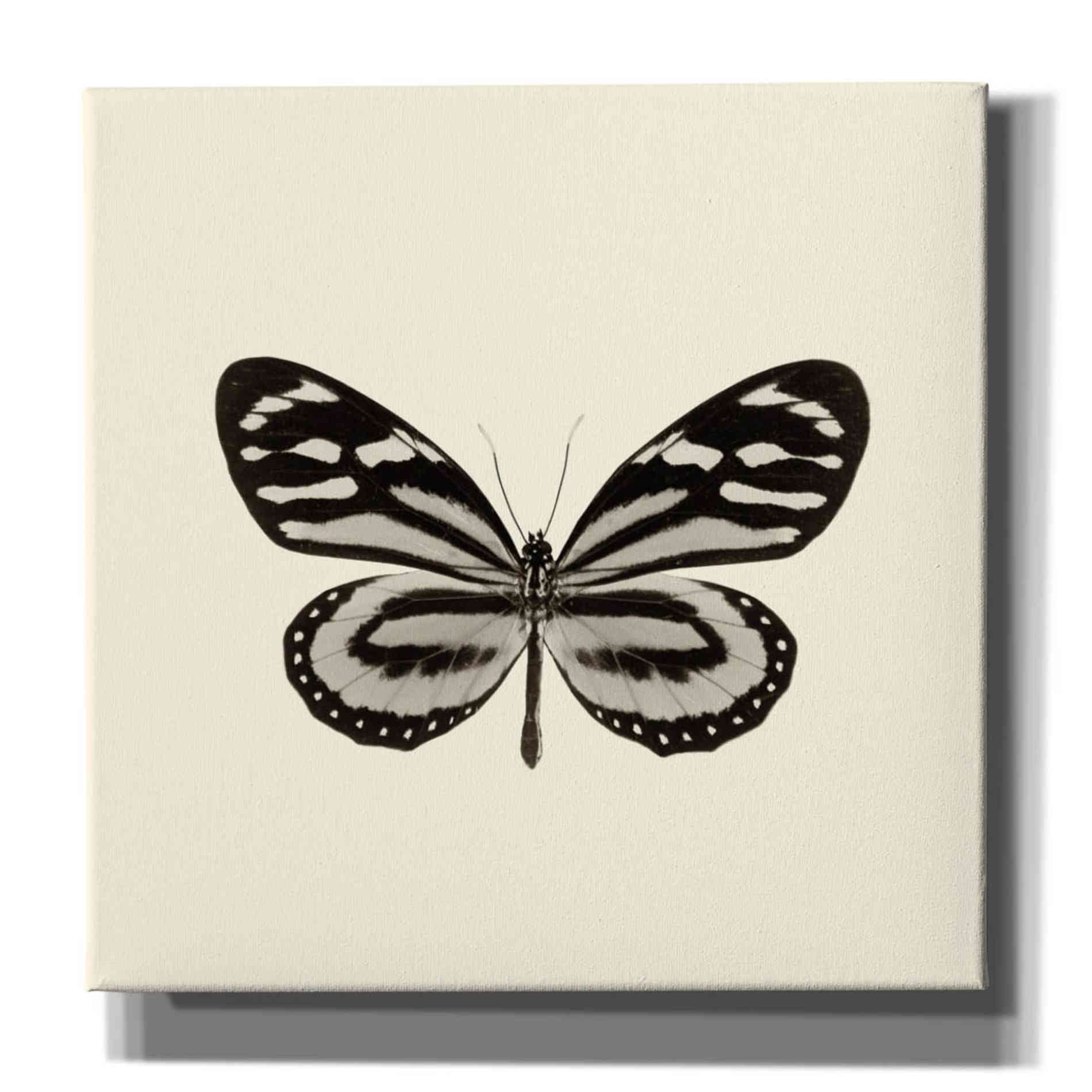 'Butterfly VIII B&W' by Debra Van Swearingen, Canvas Wall Art,12x12x1.1x0,18x18x1.1x0,26x26x1.74x0,37x37x1.74x0