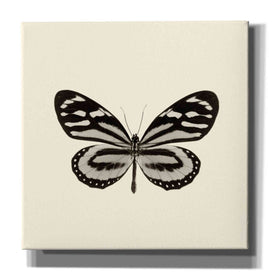 'Butterfly VIII B&W' by Debra Van Swearingen, Canvas Wall Art,12x12x1.1x0,18x18x1.1x0,26x26x1.74x0,37x37x1.74x0