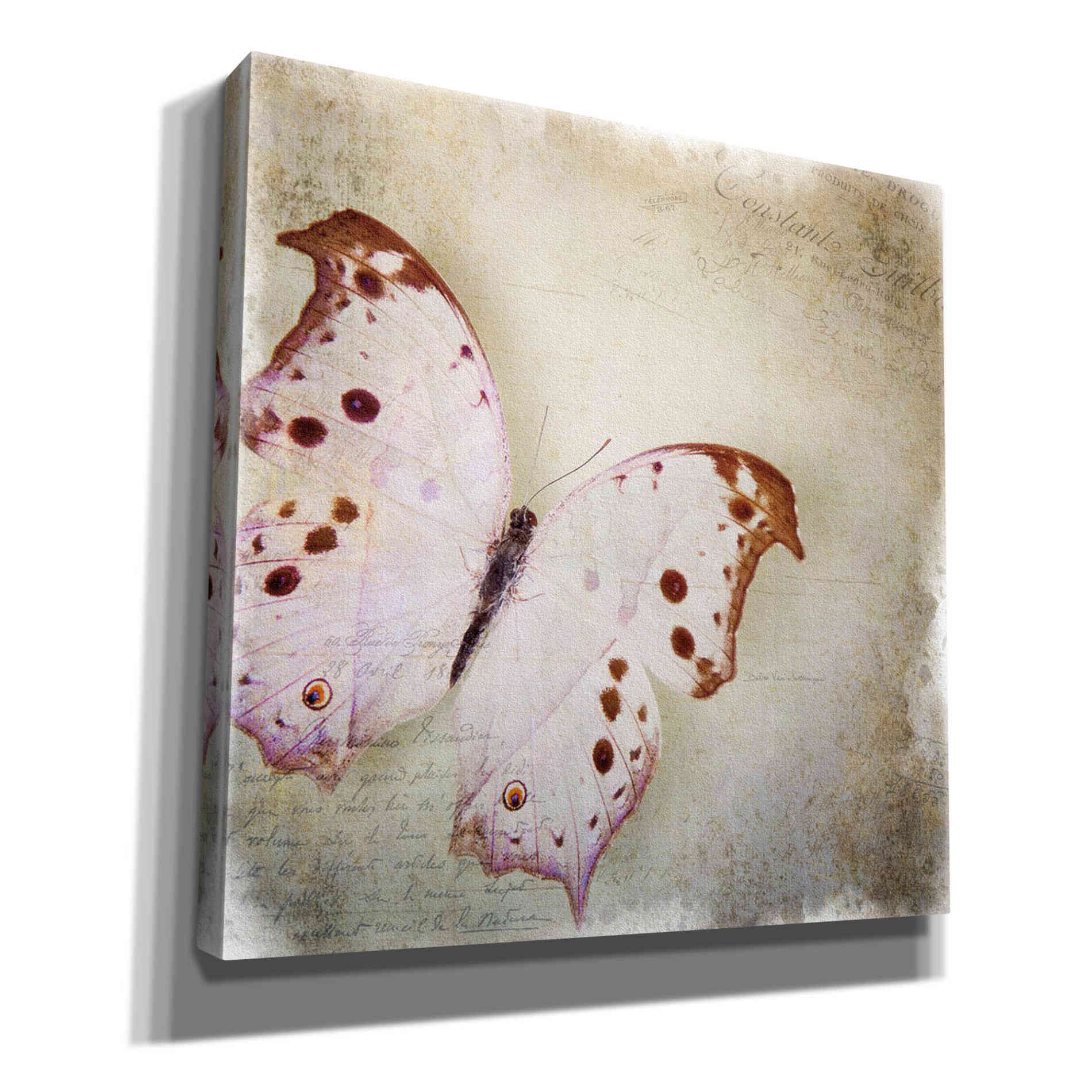 'Floating Butterfly II' by Debra Van Swearingen, Canvas Wall Art,12x12x1.1x0,18x18x1.1x0,26x26x1.74x0,37x37x1.74x0