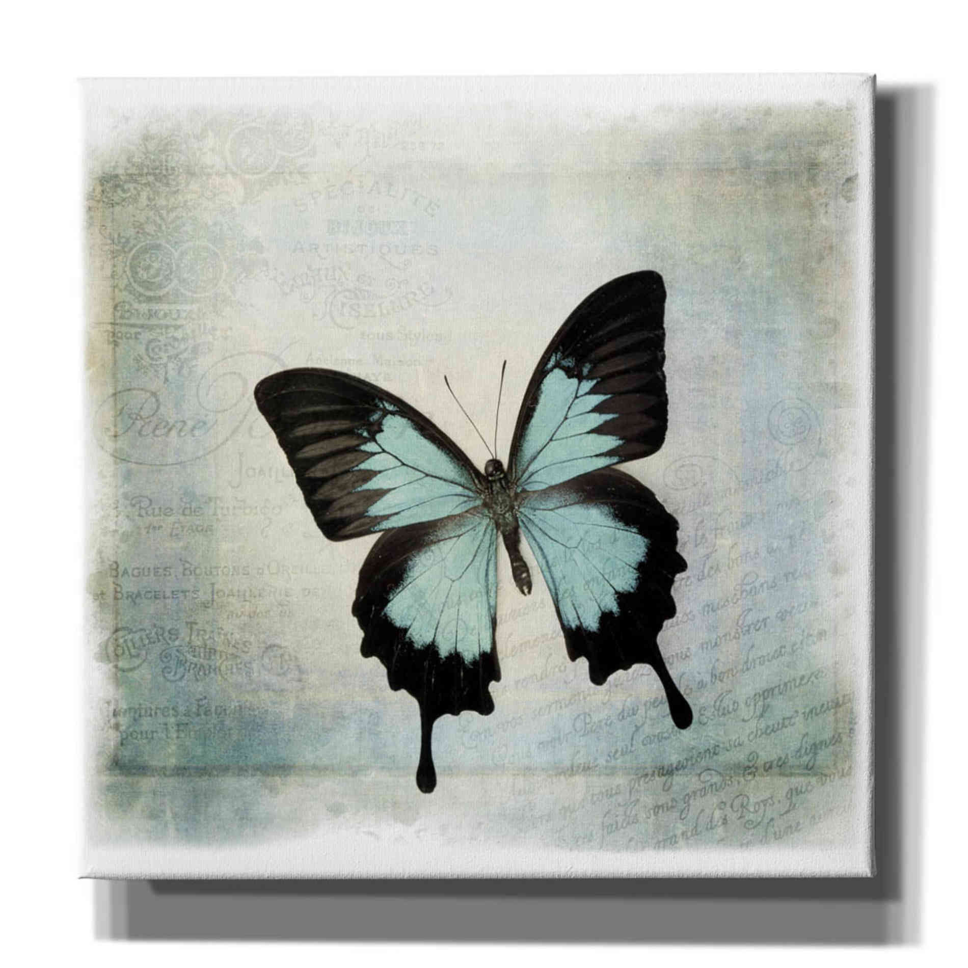 'Floating Butterfly III' by Debra Van Swearingen, Canvas Wall Art,12x12x1.1x0,18x18x1.1x0,26x26x1.74x0,37x37x1.74x0