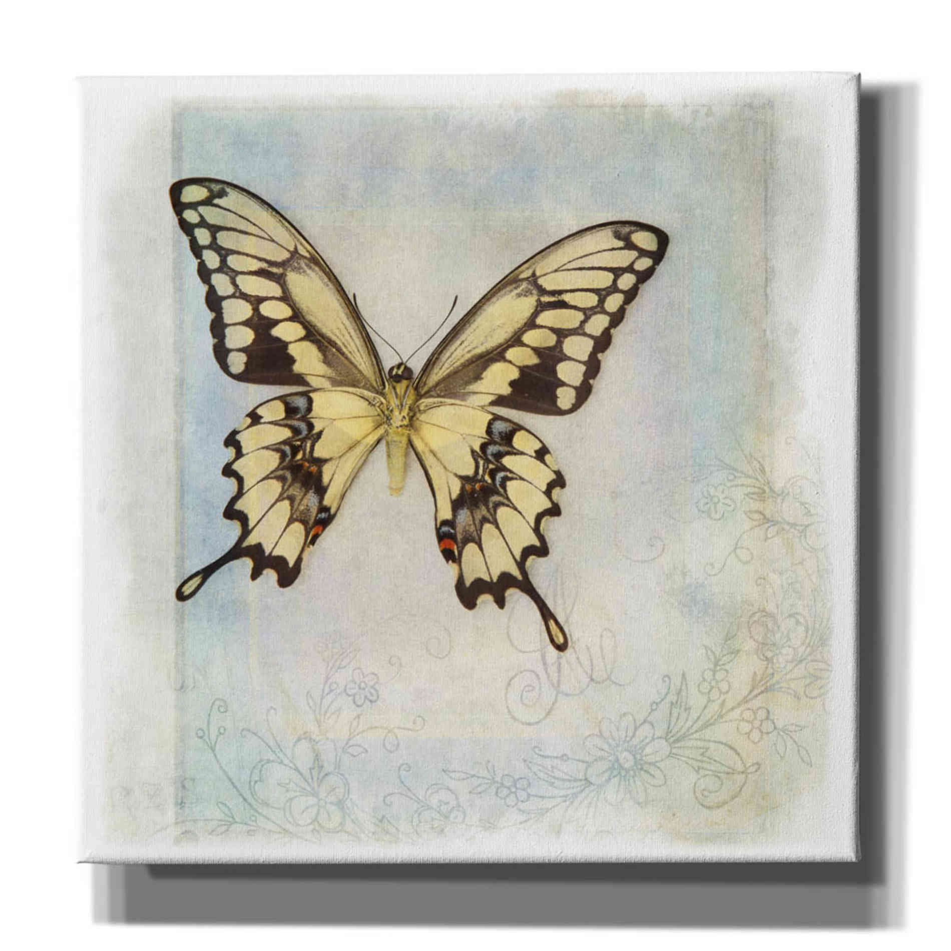 'Floating Butterfly V' by Debra Van Swearingen, Canvas Wall Art,12x12x1.1x0,18x18x1.1x0,26x26x1.74x0,37x37x1.74x0