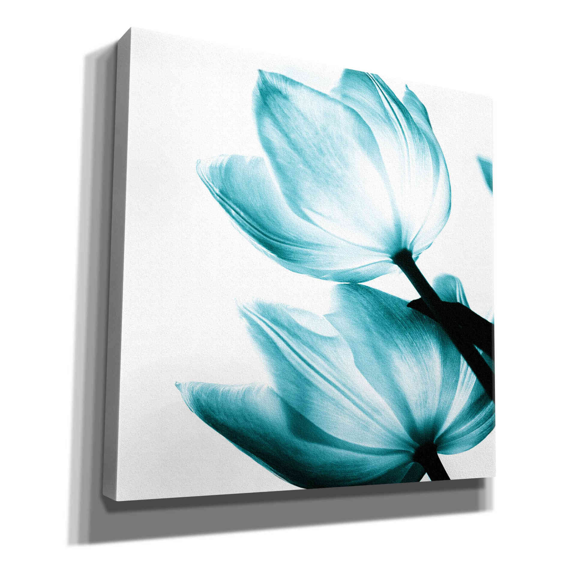 'Translucent Tulips II Teal' by Debra Van Swearingen, Canvas Wall Art,12x12x1.1x0,18x18x1.1x0,26x26x1.74x0,37x37x1.74x0