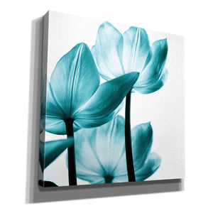 'Translucent Tulips III Teal' by Debra Van Swearingen, Canvas Wall Art,12x12x1.1x0,18x18x1.1x0,26x26x1.74x0,37x37x1.74x0