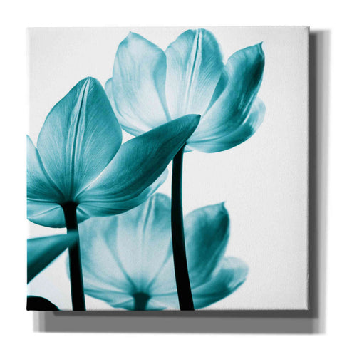 Image of 'Translucent Tulips III Teal' by Debra Van Swearingen, Canvas Wall Art,12x12x1.1x0,18x18x1.1x0,26x26x1.74x0,37x37x1.74x0