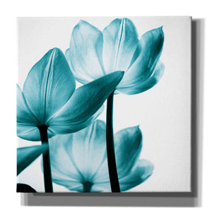 'Translucent Tulips III Teal' by Debra Van Swearingen, Canvas Wall Art,12x12x1.1x0,18x18x1.1x0,26x26x1.74x0,37x37x1.74x0