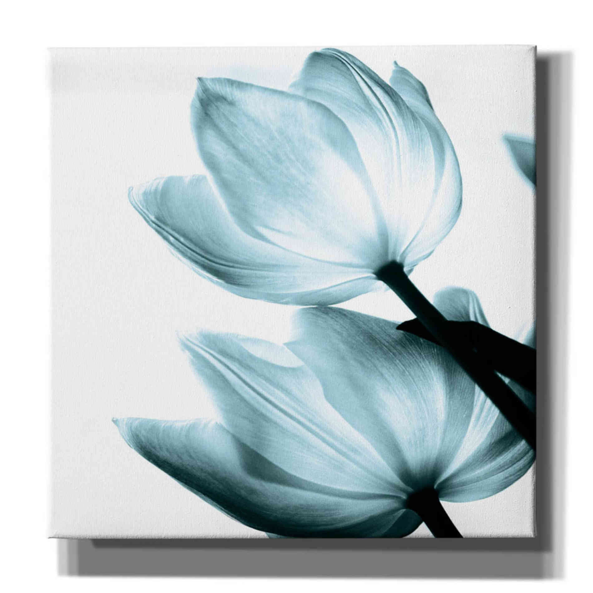 'Translucent Tulips II Aqua' by Debra Van Swearingen, Canvas Wall Art,12x12x1.1x0,18x18x1.1x0,26x26x1.74x0,37x37x1.74x0