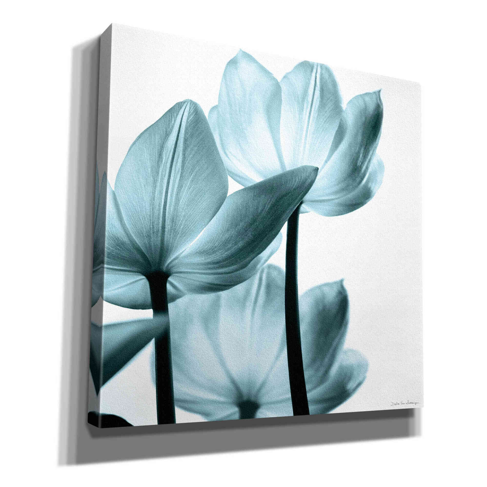 'Translucent Tulips III Aqua' by Debra Van Swearingen, Canvas Wall Art,12x12x1.1x0,18x18x1.1x0,26x26x1.74x0,37x37x1.74x0