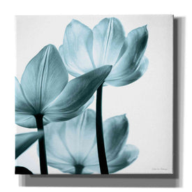 'Translucent Tulips III Aqua' by Debra Van Swearingen, Canvas Wall Art,12x12x1.1x0,18x18x1.1x0,26x26x1.74x0,37x37x1.74x0