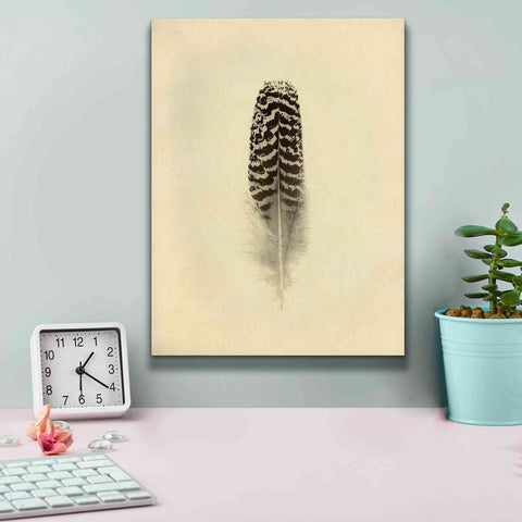 Image of 'Feather I Vintage' by Debra Van Swearingen, Canvas Wall Art,12 x 16