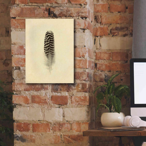 Image of 'Feather I Vintage' by Debra Van Swearingen, Canvas Wall Art,12 x 16