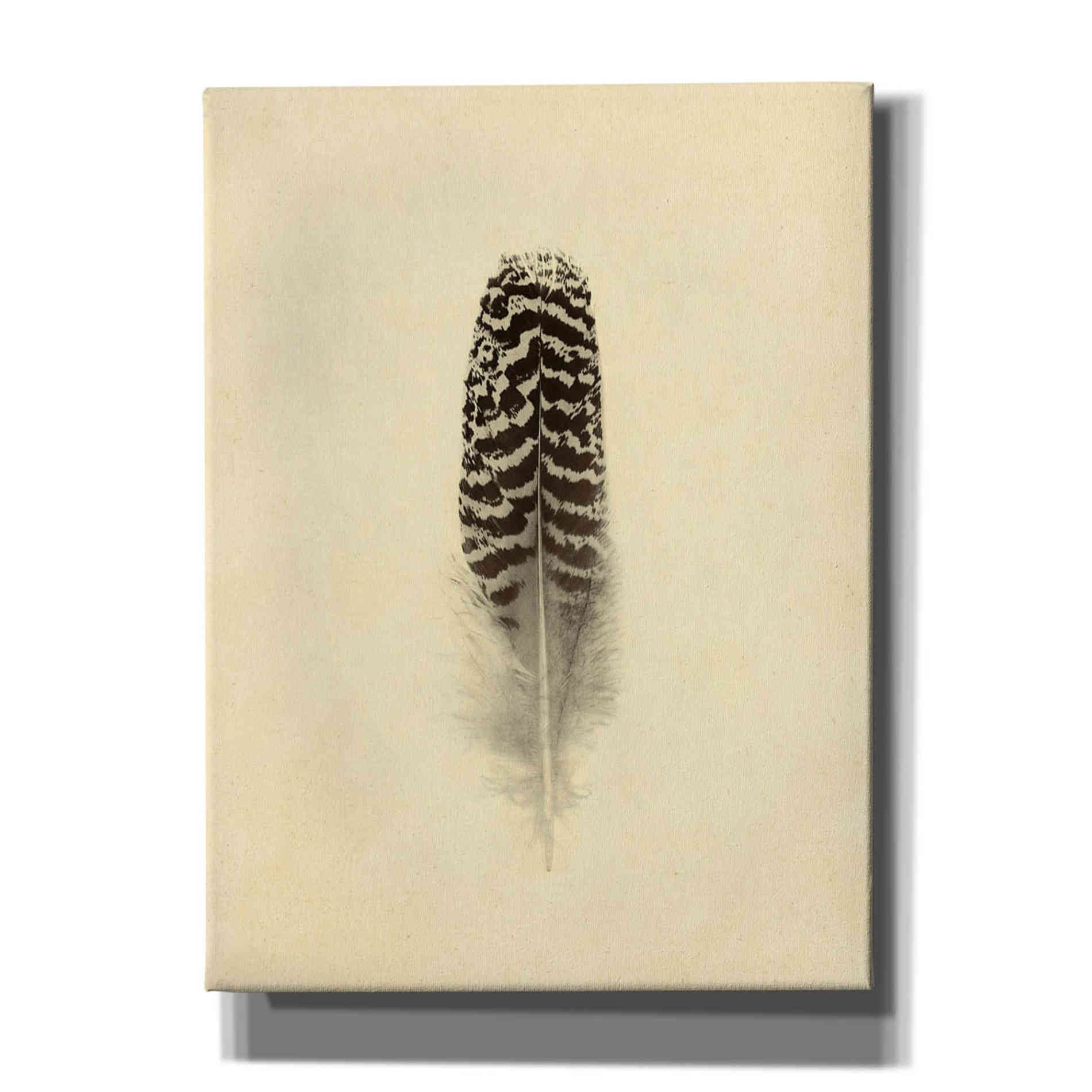 'Feather I Vintage' by Debra Van Swearingen, Canvas Wall Art,12x16x1.1x0,20x24x1.1x0,26x30x1.74x0,40x54x1.74x0