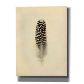 'Feather I Vintage' by Debra Van Swearingen, Canvas Wall Art,12x16x1.1x0,20x24x1.1x0,26x30x1.74x0,40x54x1.74x0