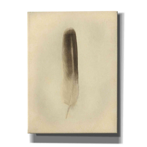 Image of 'Feather II Vintage' by Debra Van Swearingen, Canvas Wall Art,12x16x1.1x0,20x24x1.1x0,26x30x1.74x0,40x54x1.74x0