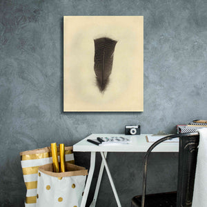 'Feather III Vintage' by Debra Van Swearingen, Canvas Wall Art,20 x 24