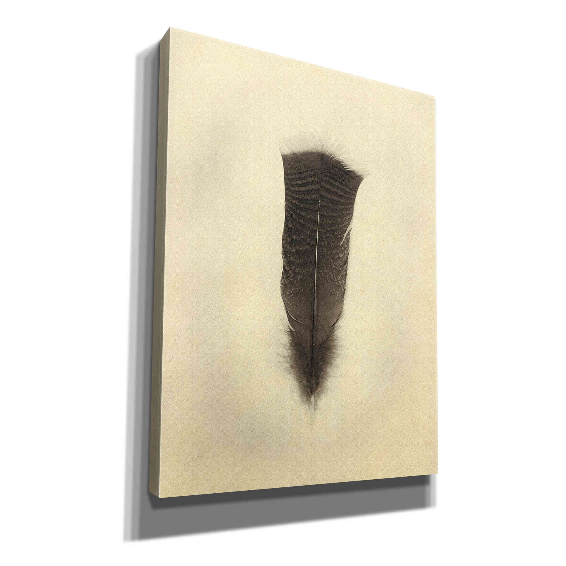 'Feather III Vintage' by Debra Van Swearingen, Canvas Wall Art,12x16x1.1x0,20x24x1.1x0,26x30x1.74x0,40x54x1.74x0