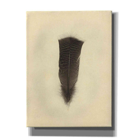 Image of 'Feather III Vintage' by Debra Van Swearingen, Canvas Wall Art,12x16x1.1x0,20x24x1.1x0,26x30x1.74x0,40x54x1.74x0